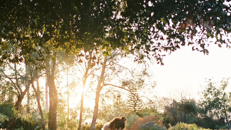 A dirt path with trees and sunlight filtering through.
