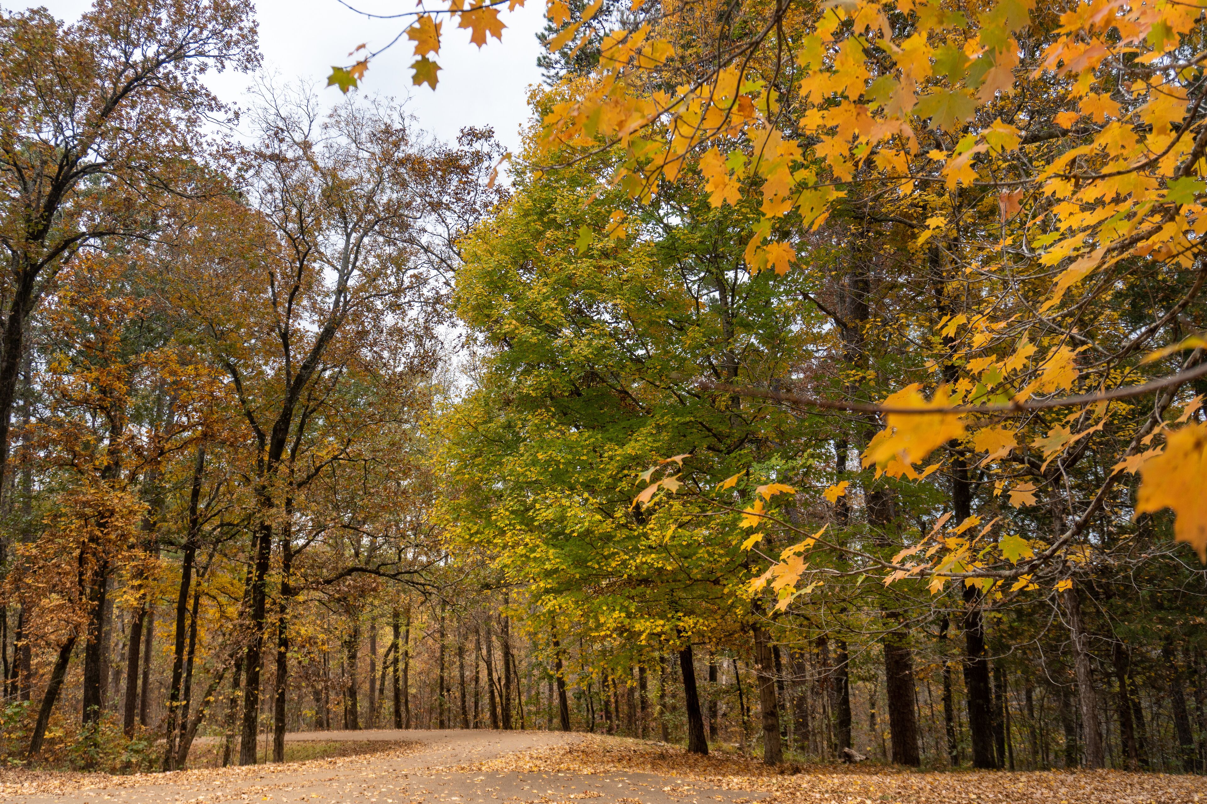 Autumn Leaves at Jeff Busby Site and Little Mountain trail and summit Road. Natchez Trace site named after U.S. Congressman Thomas Jefferson Busby who authorized a survey of Old Natchez Trace.