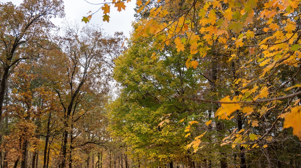Autumn Leaves at Jeff Busby Site and Little Mountain trail and summit Road. Natchez Trace site named after U.S. Congressman Thomas Jefferson Busby who authorized a survey of Old Natchez Trace.