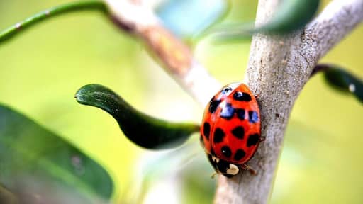 Ladybug at Jackson Lake.