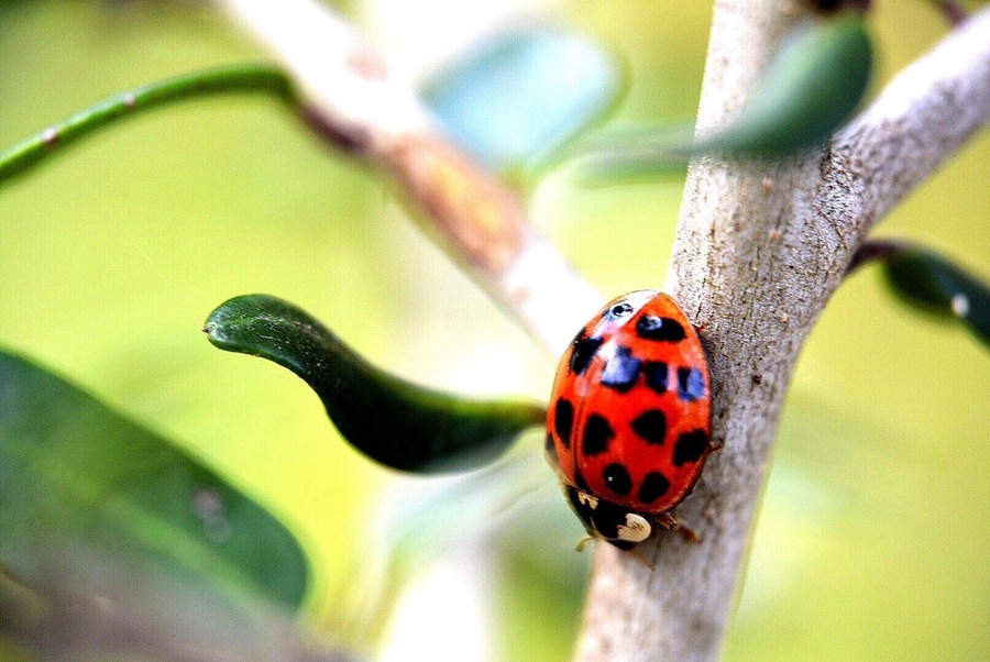 Ladybug at Jackson Lake.
