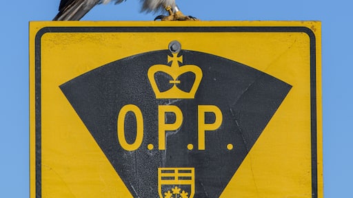 Opp