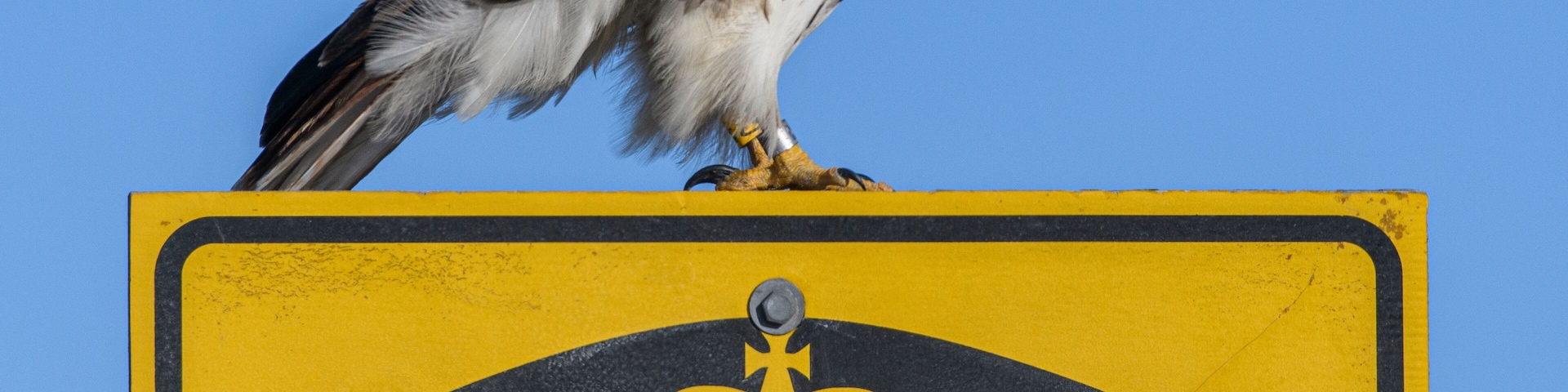 Red-tailed Hawk on OPP sign