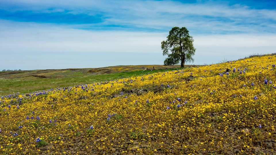 A landscape with a tree on a hill, yellow flowers, and a clear sky.