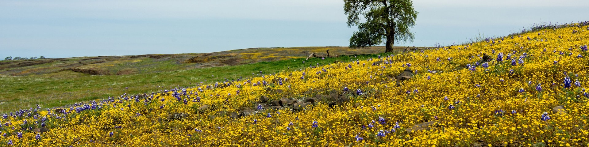 North Table mountain Oroville, CA, USA landscape featuring oak and yellow flowers carpet
