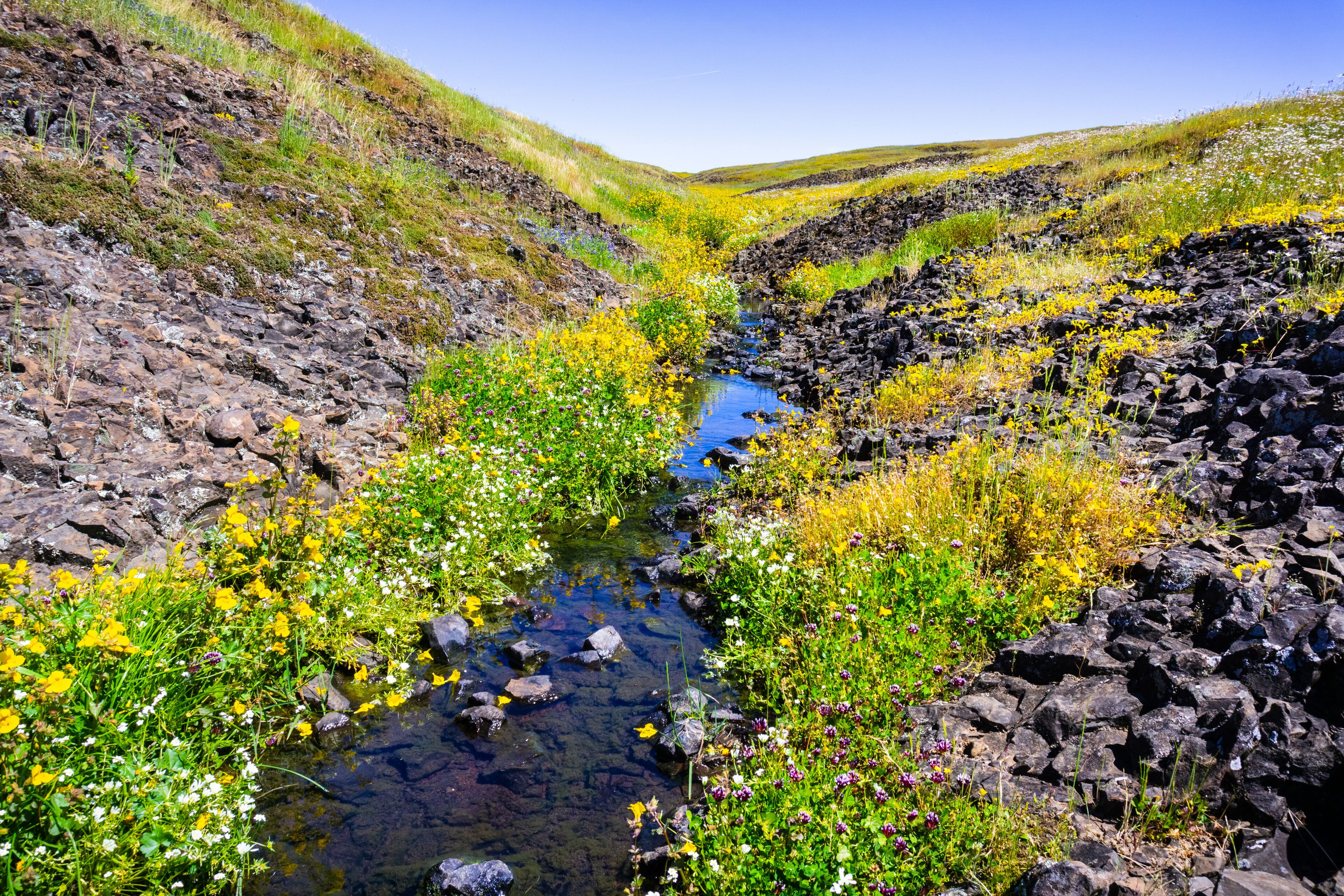 Seep monkey flower (Mimulus guttatus) and White meadow foam (Limnanthes alba) wildflowers blooming on the shores of a creek, North Table Mountain Ecological Reserve, Oroville, California