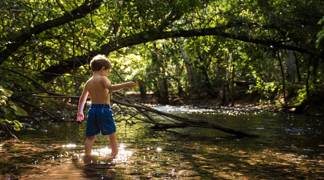 A child standing in a shallow stream surrounded by dense green foliage.
