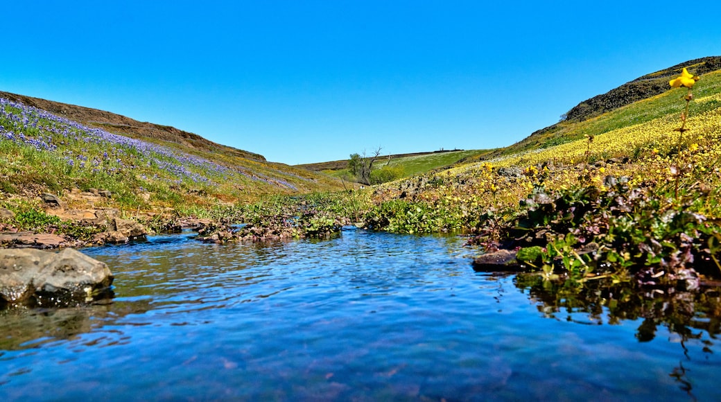 Scenic View of stream and Wildflowers at North Table Mountain Ecological Reserve in Oroville California; Field of Wildflowers