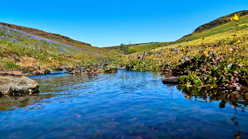 A clear stream with surrounding wildflowers and a hilly landscape.
