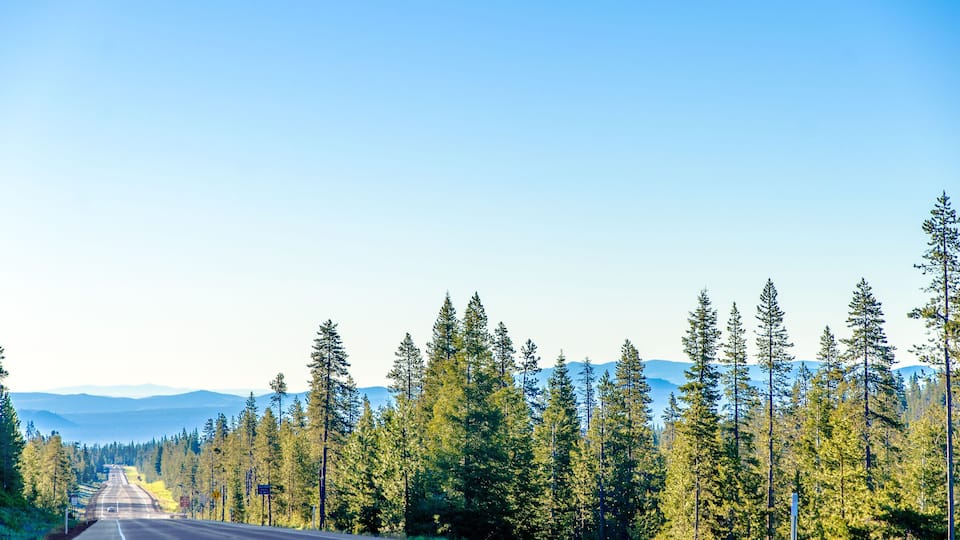 A road flanked by tall evergreen trees under a clear blue sky.