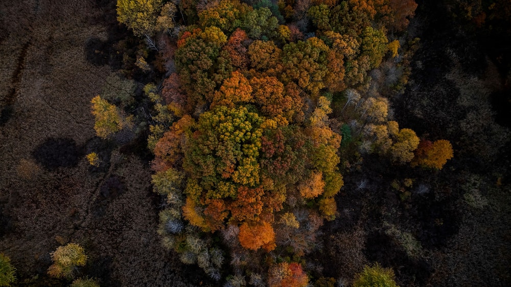 Aerial view of colorful autumn foliage with vibrant leaves changing colors in a lush forest canopy, Dedham, United States.