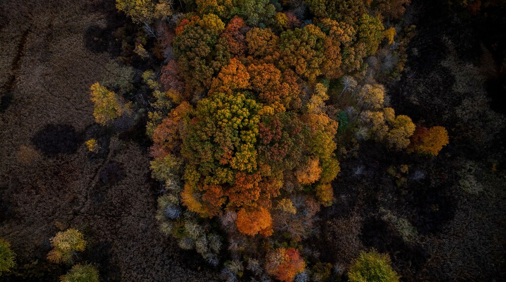 Aerial view of colorful autumn foliage with vibrant leaves changing colors in a lush forest canopy, Dedham, United States.