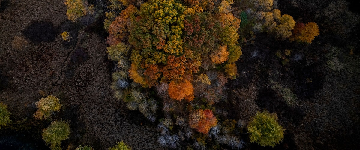 Aerial view of colorful autumn foliage with vibrant leaves changing colors in a lush forest canopy, Dedham, United States.