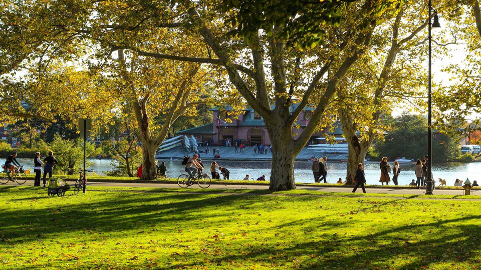 A park with a large tree, a body of water, and people walking and cycling.
