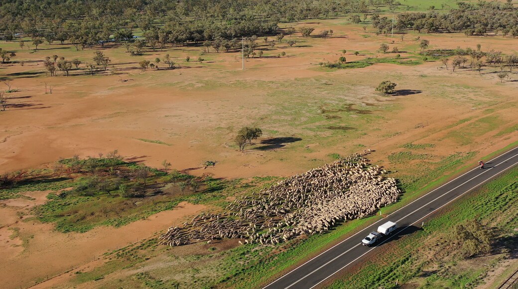 Vista aérea de un gran rebaño de ovejas cruzando una carretera en un paisaje rural con vegetación escasa y árboles dispersos.