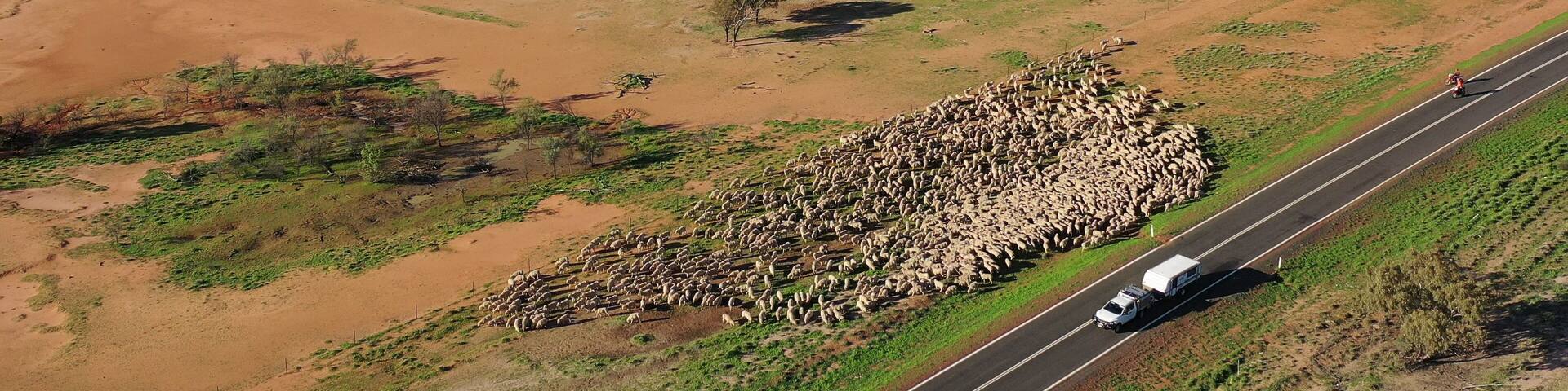 Sheep muster in outback Queensland near Charleville.