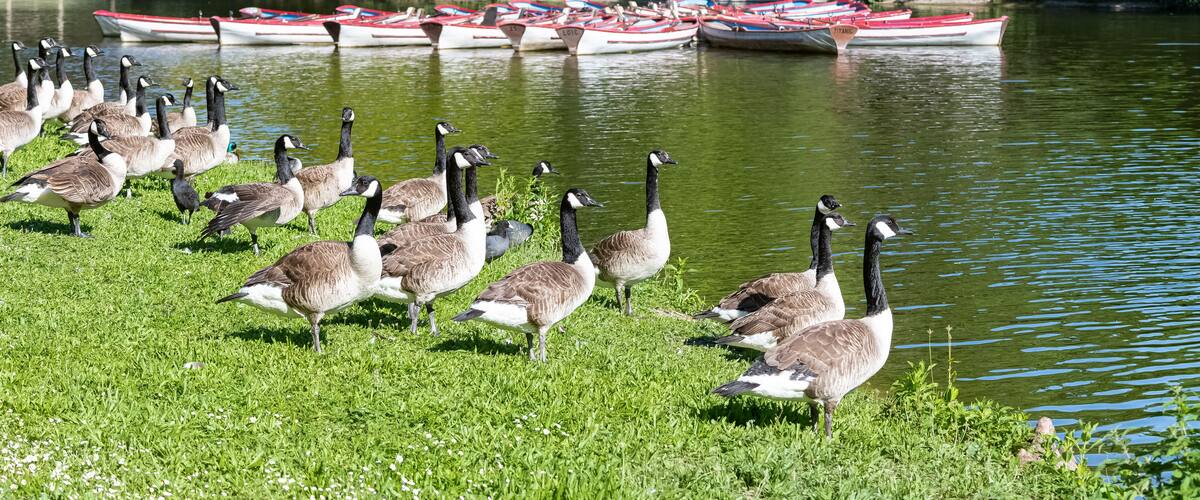 Paris, colorful row boats on the Daumesnil lake in spring, with Canada gooses on the shore