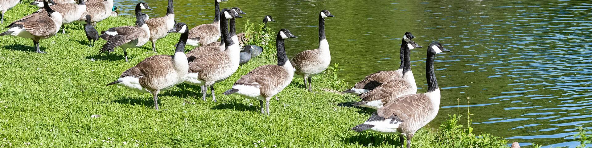 Paris, colorful row boats on the Daumesnil lake in spring, with Canada gooses on the shore