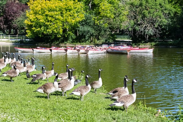 Paris, colorful row boats on the Daumesnil lake in spring, with Canada gooses on the shore