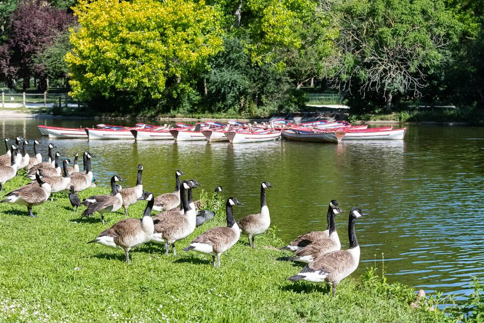 A lake with several boats docked along the shore and a group of geese on the grassy bank.