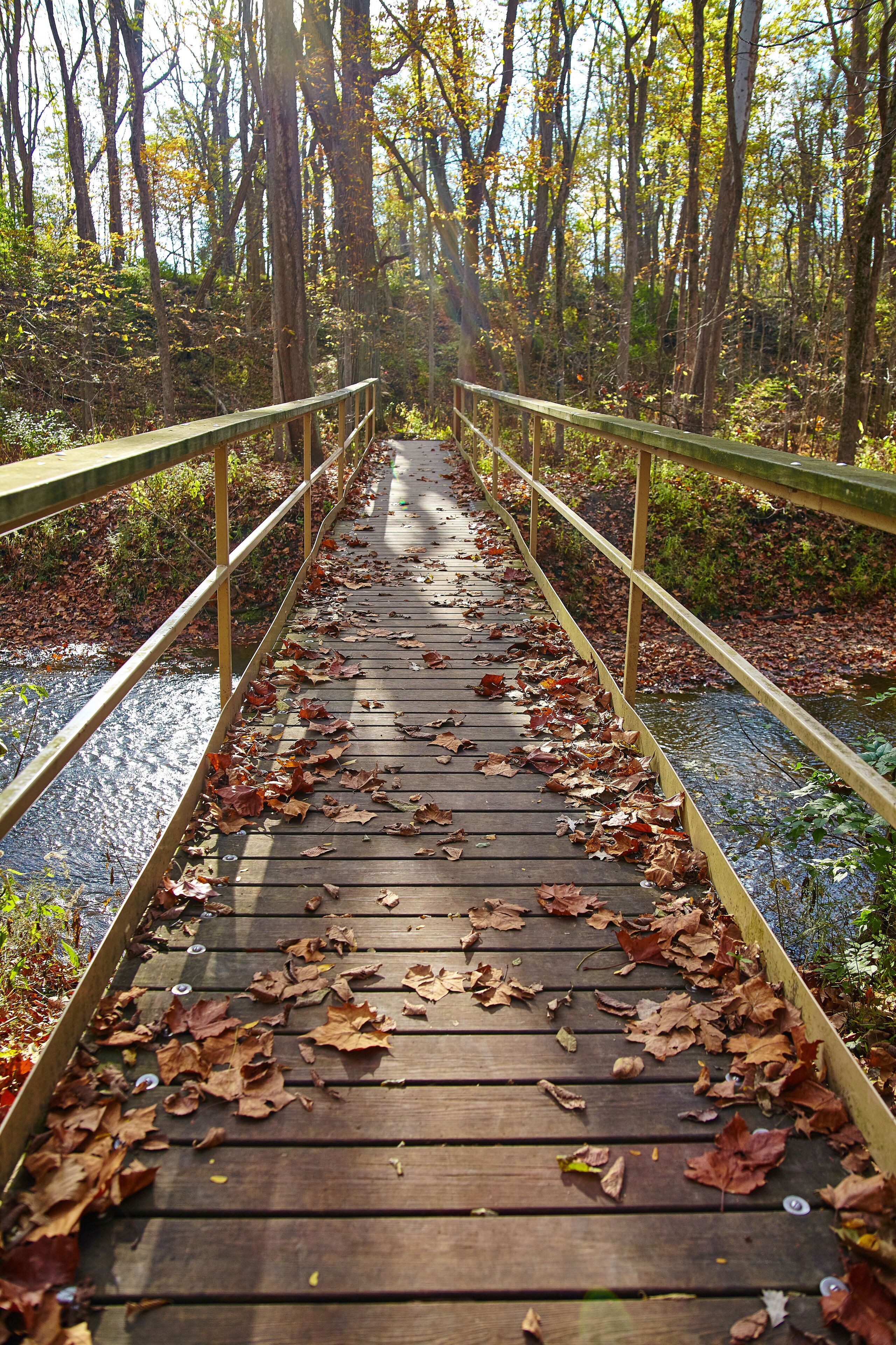Autumn Boardwalk Journey in Serene Bicentennial Acres, Indiana