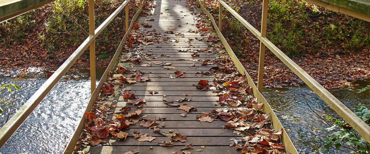 Autumn Boardwalk Journey in Serene Bicentennial Acres, Indiana
