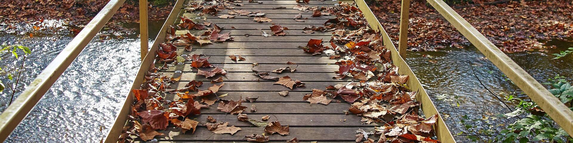 A wooden bridge with a metal railing, surrounded by trees and fallen leaves.