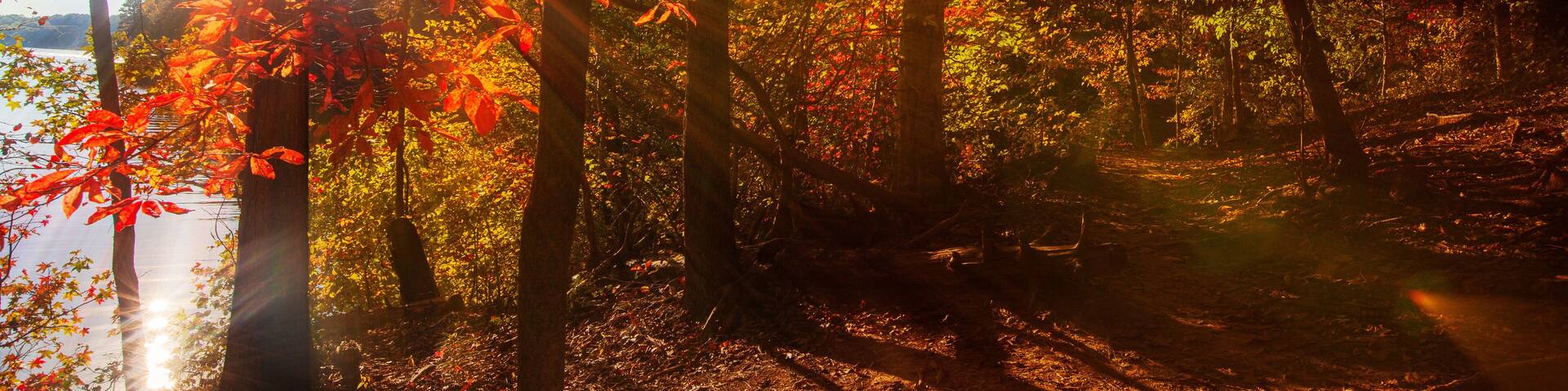 A forest with autumn leaves, sunlight filtering through the trees, and a path leading to a body of water.