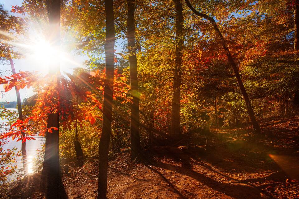 Ein Wald mit Herbstlaub, Sonnenlicht, das durch die Bäume scheint, und ein Weg zu einem Gewässer.