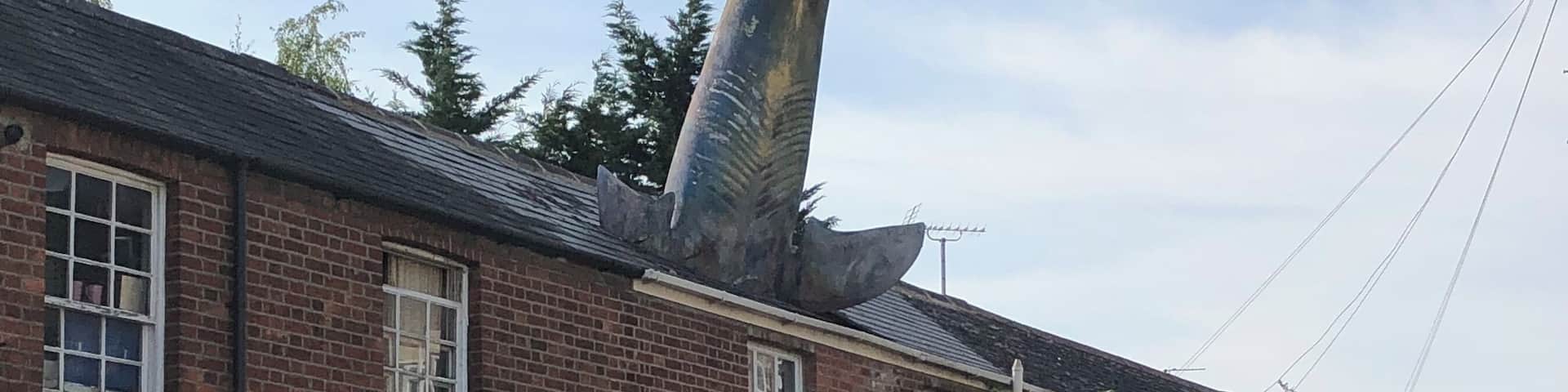 Guy constructs a shark into his roof. Becomes tourist attraction