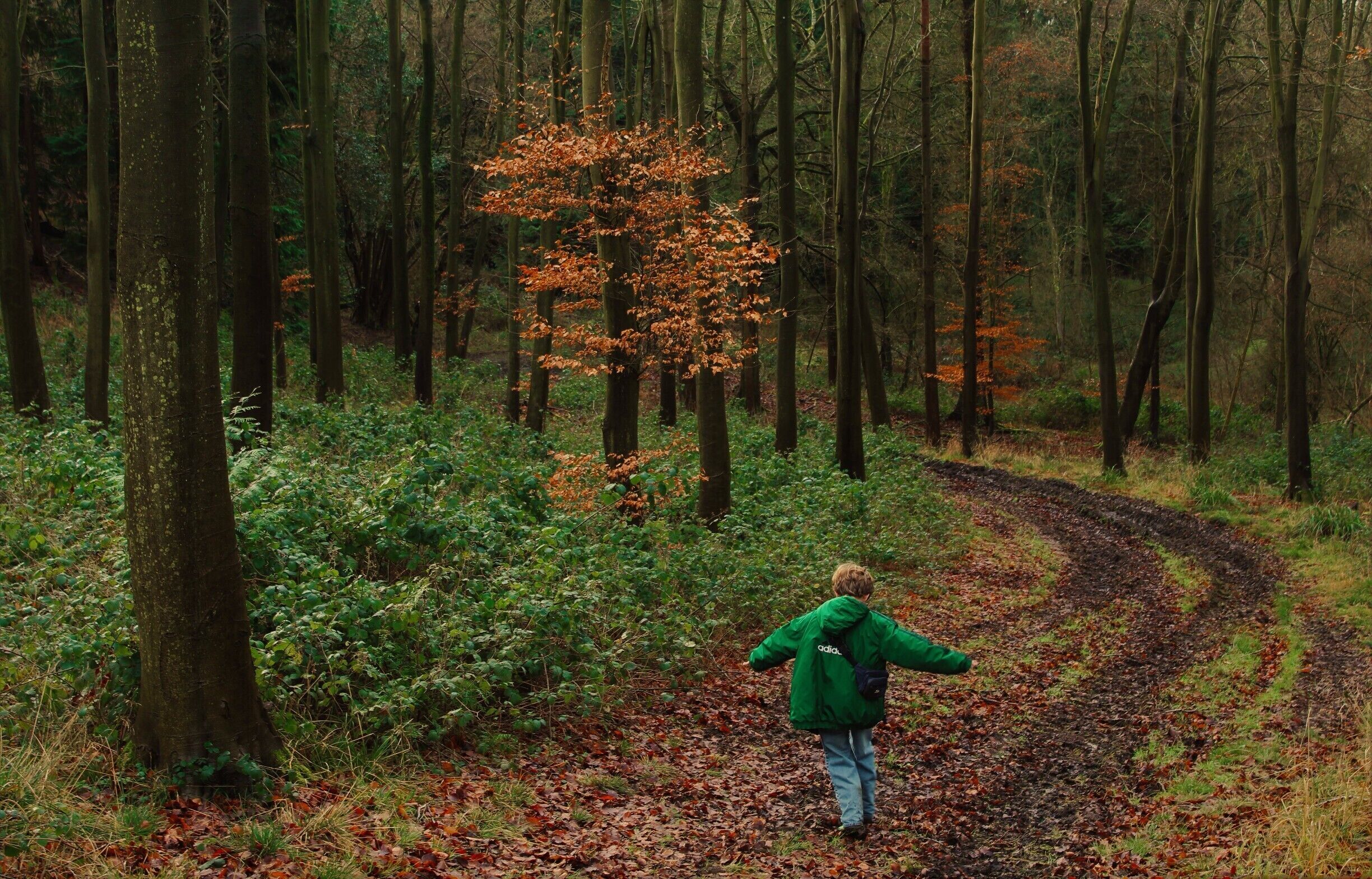 While going through a walk through the Wytham woods in late autumn.

#Parks
#Nature