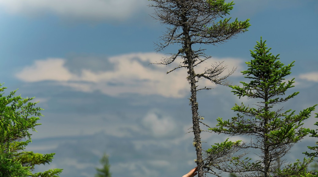 A smiling chinese woman on the orono bog boardwalk in bangor Maine