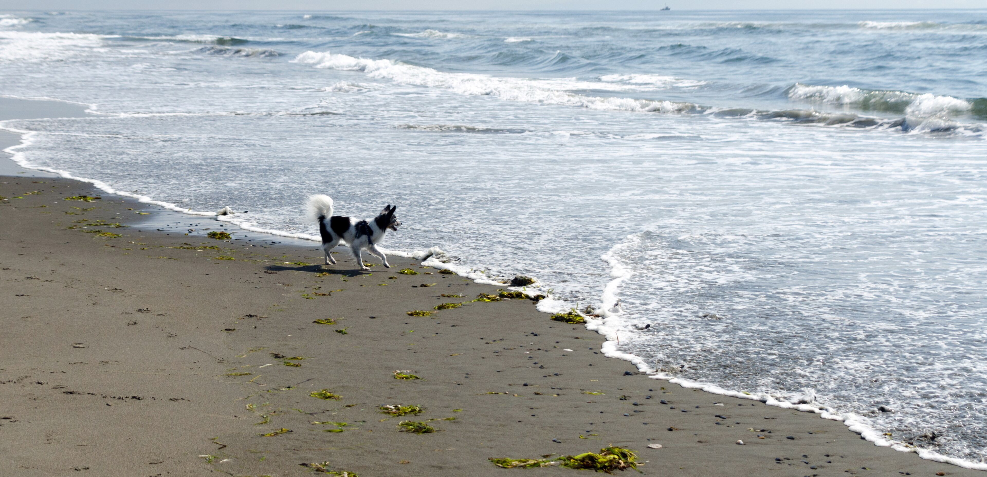 A beach with waves, seaweed, and a dog.