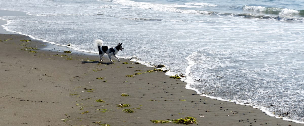 A beach with waves, seaweed, and a dog.