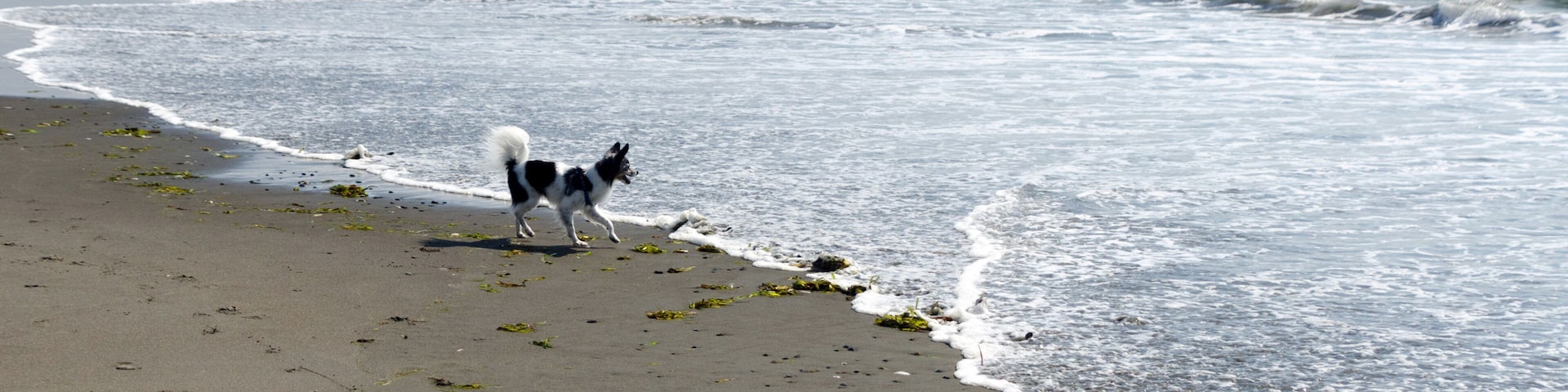 A beach with waves, seaweed, and a dog.
