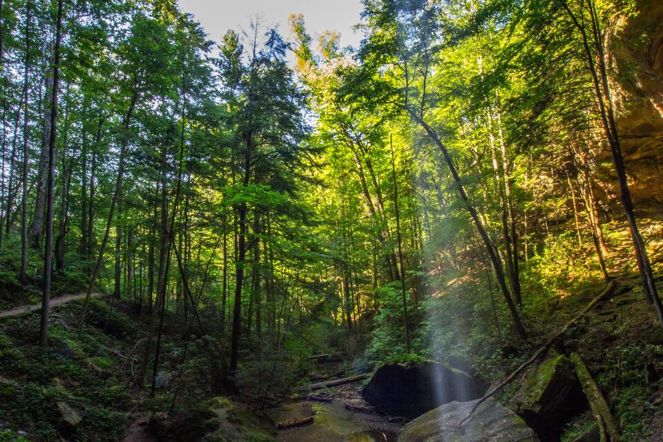 A forest with a stream, rocks, and sunlight filtering through the trees.