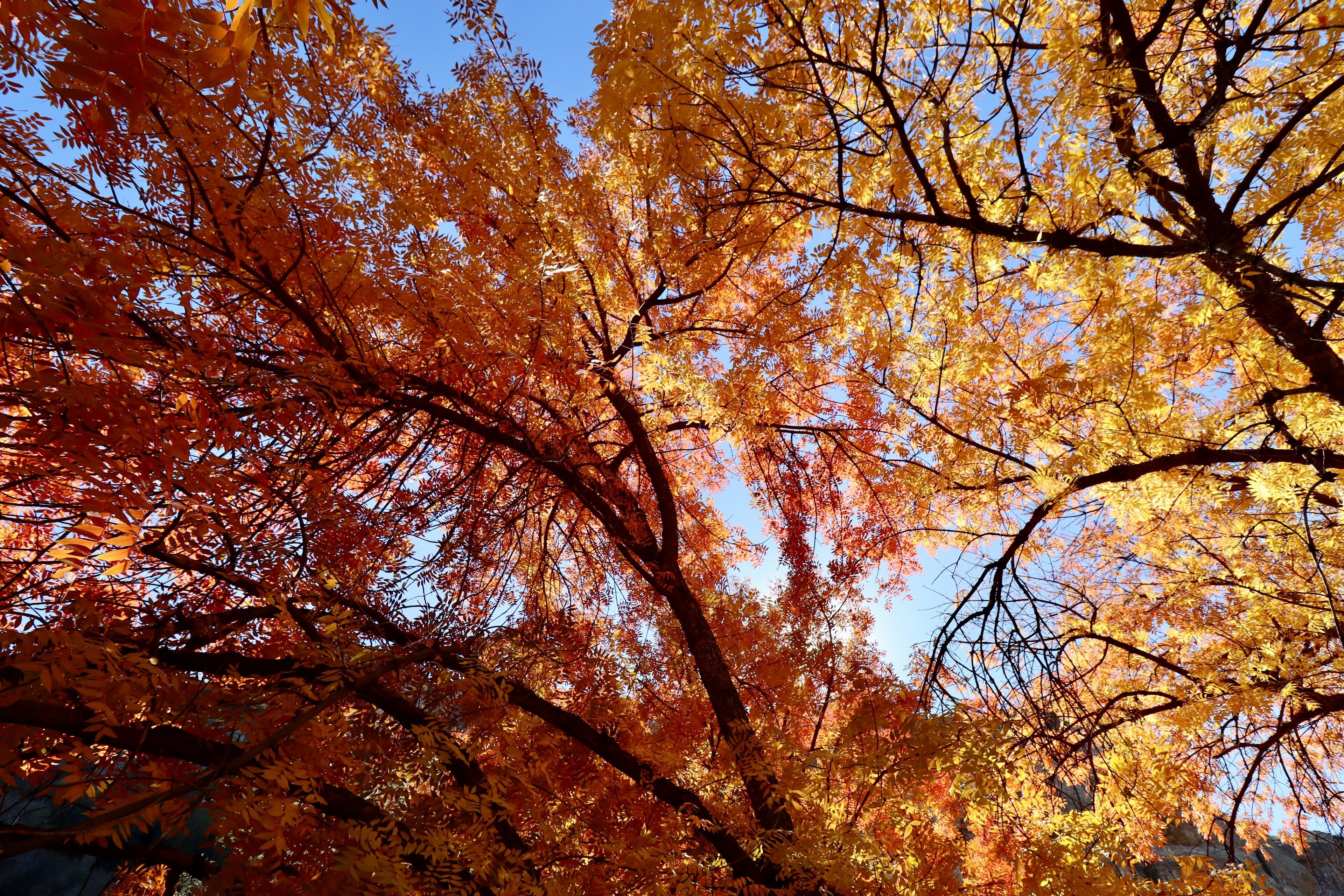Autumn Colors in Arizona