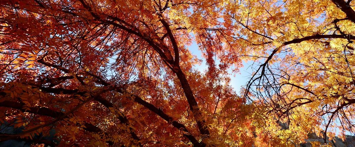 Autumn Colors in Arizona