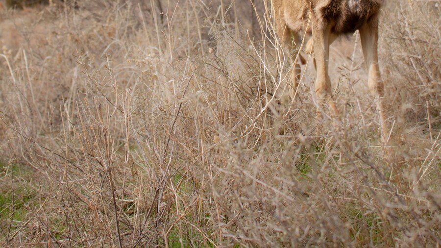 Close Mule deer looking towards camera at Bandelier National Monument outside of Los Alamos, New Mexico