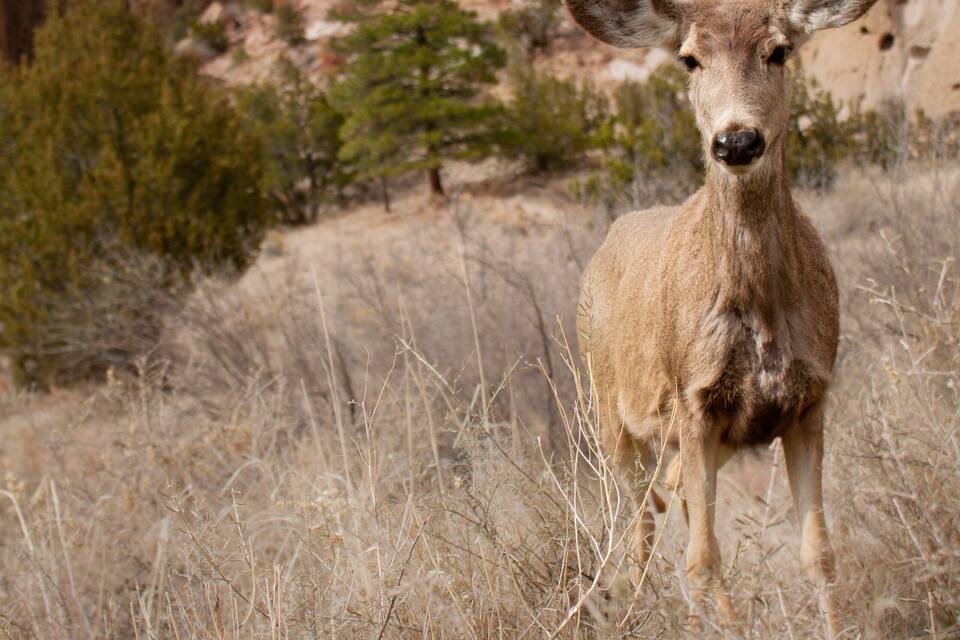 A deer in a dry grassland with sparse trees and rocky hills in the background.