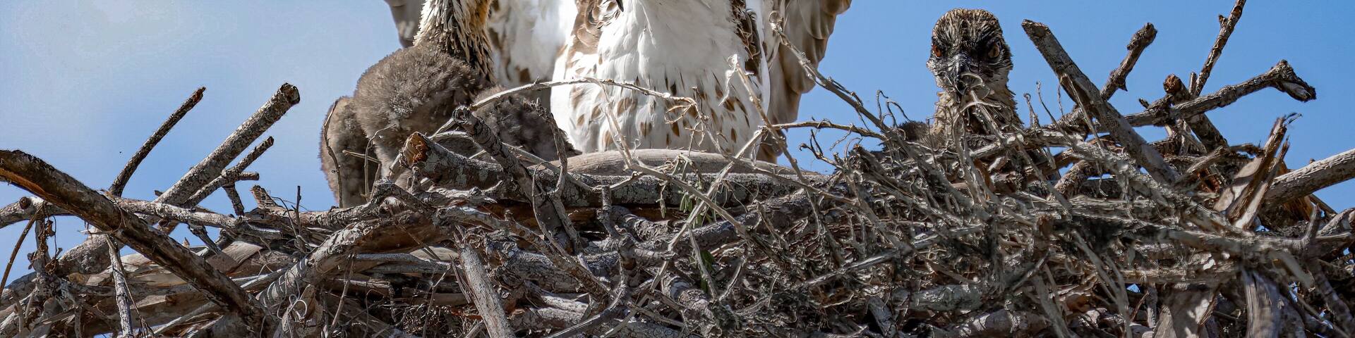Mother Mommy Osprey Protecting her Babies Chicks in Nest Flamingo Marina Everglades National Park Florida
