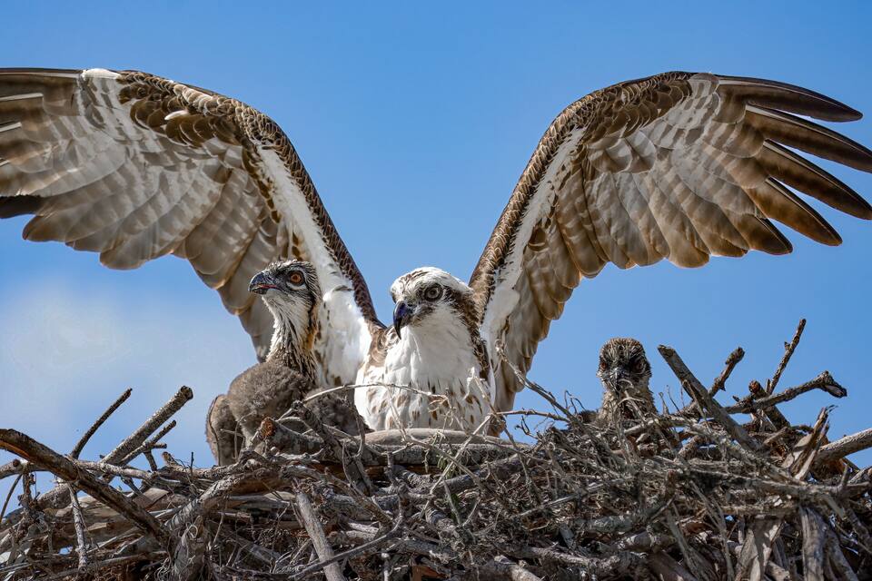 Three birds in a nest with their wings spread.