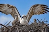 Mother Mommy Osprey Protecting her Babies Chicks in Nest Flamingo Marina Everglades National Park Florida