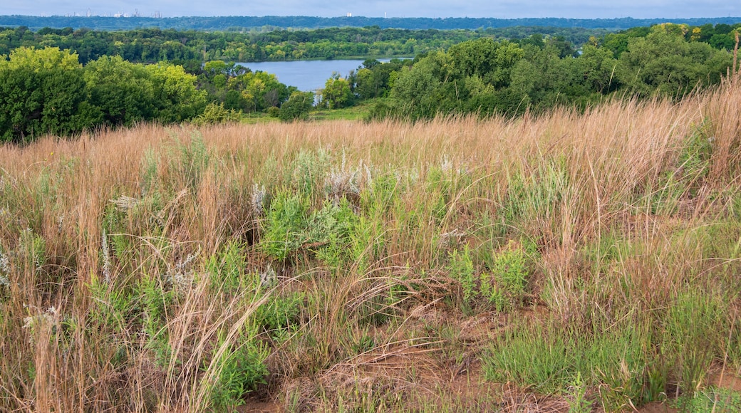 كوتيدج جروف