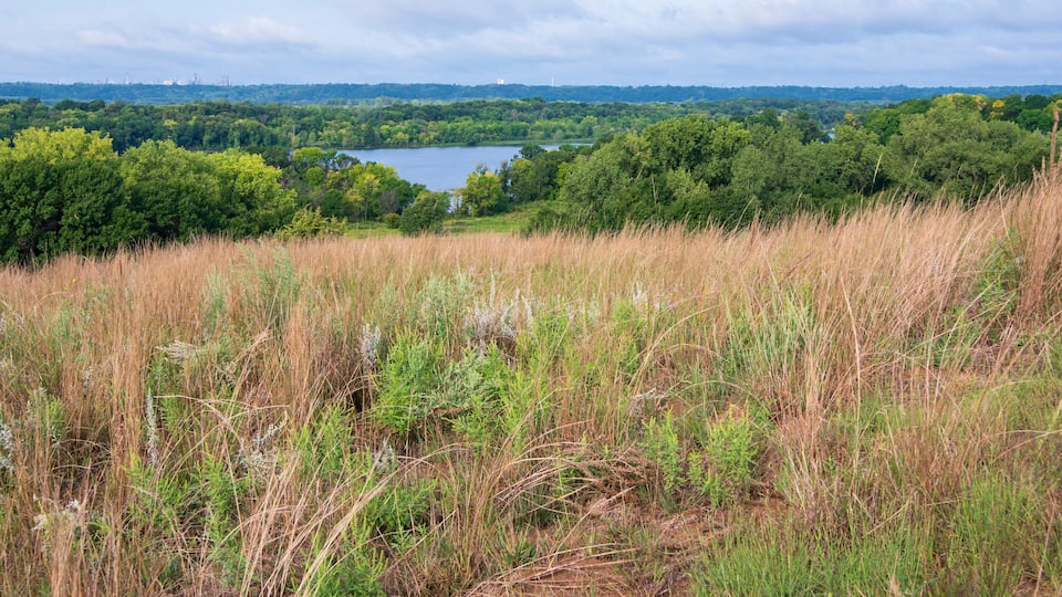 A grassy field with a lake and trees in the background.