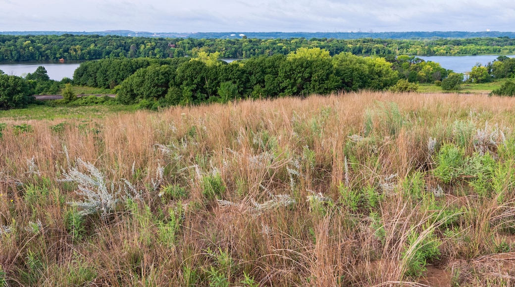 كوتيدج جروف