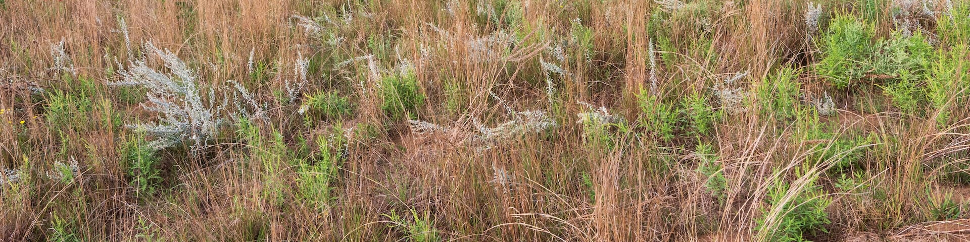 grey cloud dunes overlooking mooers lake and grey cloud island