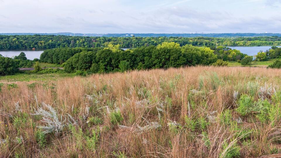 A grassy field with a lake and dense forest in the background.