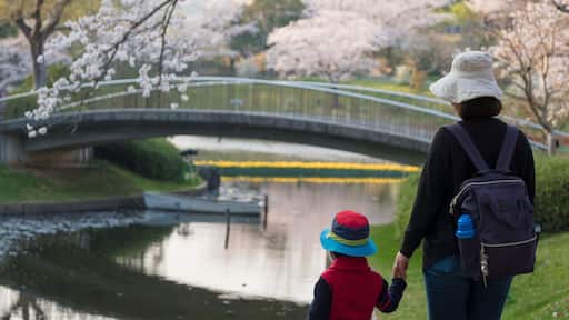 Travel to see Cherry blossom in Hamamatsu flower park, Shizuoka, Japan