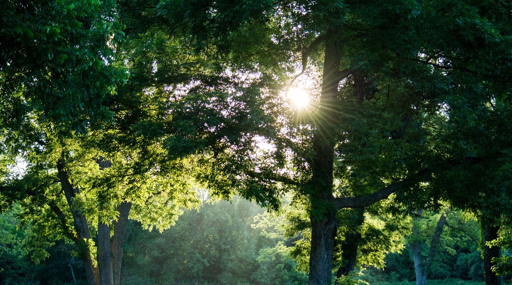 sun rays in the forest
